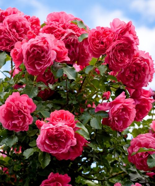 UP TO 50% OFF OUR ROSE BUSHES