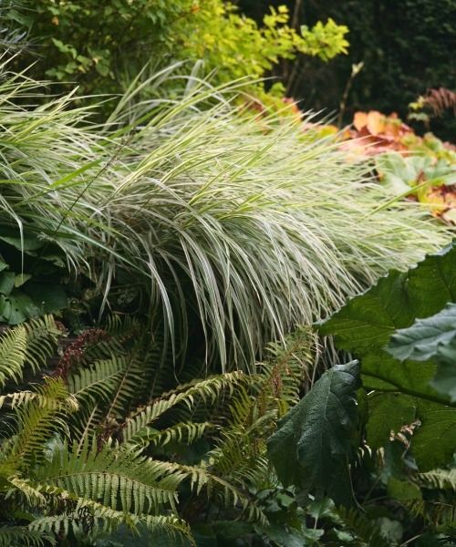 Up to 20% off selected plants!