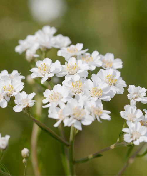 30% off selected plants to prepare your garden for summer!