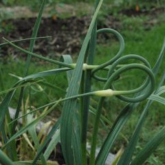 Rocambole Garlic - Allium scorodoprasum