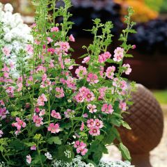 Anisodontea Lady in Pink - Cape Mallow