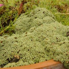 Arenaria tetraquetra subsp. amabilis subsp. Amabilis