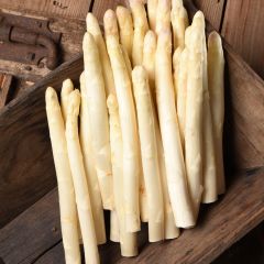 Argenteuil Asparagus - Asparagus officinalis