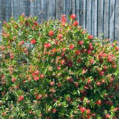 Callistemon citrinus Splendens - Bottlebrush