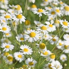 German Chamomile - Matricaria recutita