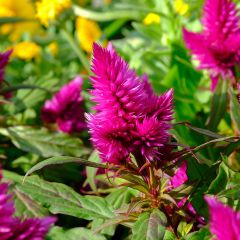 Celosia Kelos Fire Purple - Silver cock's comb