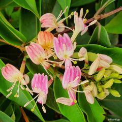 Lonicera henryi 'Marinella' ('Venloma')