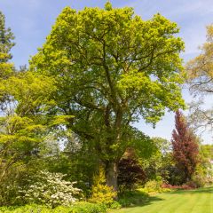 English Oak - Quercus robur