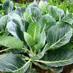 Brassica oleracea Proteor INRA seeds - Wild cabbage - Vilmorin Seeds