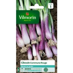 Red Scallion - Vilmorin Seeds