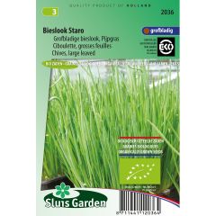 Chives Large-leaved Staro