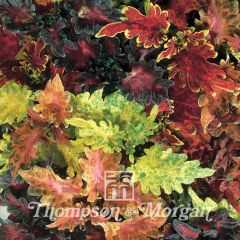 Solenostemon Dragon Sunset & Volcano Mixed