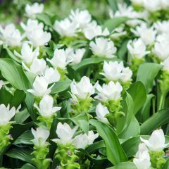 Curcuma alismatifolia White - Siam Tulip