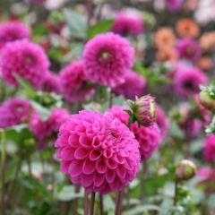 Dahlia Purple Fox