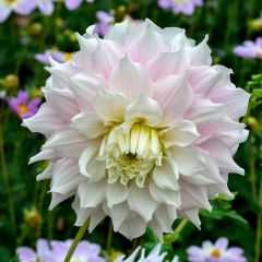 Dahlia Gitts Perfection