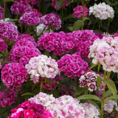 Sweet William Double Seed Mix - Dianthus barbatus