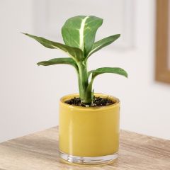 Dieffenbachia Sterling - Dumb cane