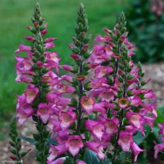 Digiplexis Berry Canary - Hybrid Foxglove