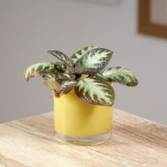 Episcia cupreata Silver Shield - Flame violet