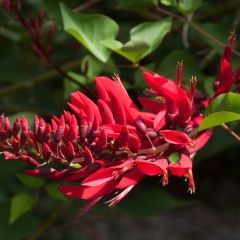 Erythrina x bidwillii - Coral Tree