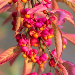 Euonymus europaeus Red Cascade - European Spindle