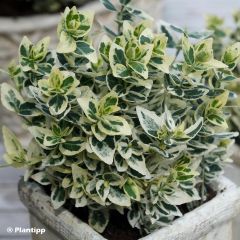 Euonymus fortunei Dans Delight - Spindle