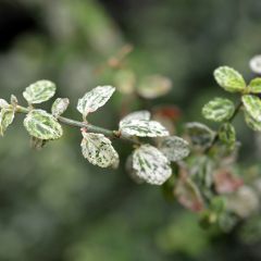 Euonymus fortunei Silverstone - Spindle