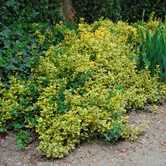 Euonymus japonicus Aureus - Japanese Spindle