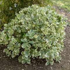 Euonymus japonicus Bravo - Japanese Spindle