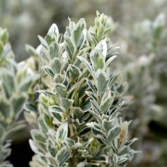 Euonymus japonicus White Spire - Japanese Spindle