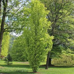 Fagus sylvatica Dawyck Gold - Beech