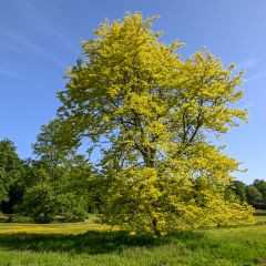 Gleditsia triacanthos f.inermis Sunburst - Honeylocust