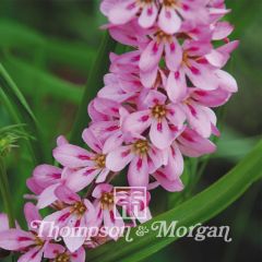 Francoa sonchifolia Pink Giant Seeds