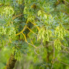 Fraxinus angustifolia - Ash