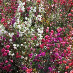 Clarkia unguiculata Excellent Mix Seeds - Mountain Garland