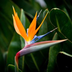 Strelitzia reginae Humilis