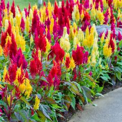 Celosia Pampas Plume Mix Seeds - Chinese Woolflower