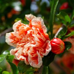 Punica granatum California Sunset - Pomegranate