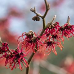Hamamelis intermedia Ruby Glow - Witch Hazel