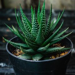 Haworthia Gasworthia 