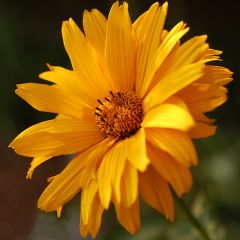Heliopsis helianthoides var. scabra Sommersonne