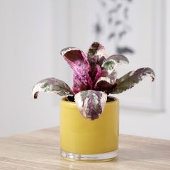 Hemigraphis alternata Snow White - Purple Waffle plant