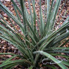 Hesperaloe parviflora Rose des Sables - Red Yucca