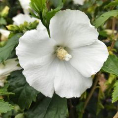Hibiscus syriacus Eléonore - Rose of Sharon