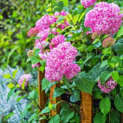 Hydrangea arborescens Pink Annabelle - Invicibelle