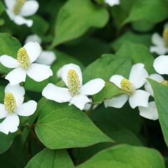 Houttuynia cordata