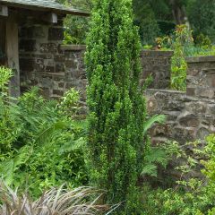 Ilex crenata Fastigiata - Japanese Holly