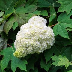 Hydrangea quercifolia Harmony