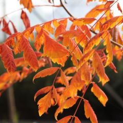 Koelreuteria paniculata Coral Sun