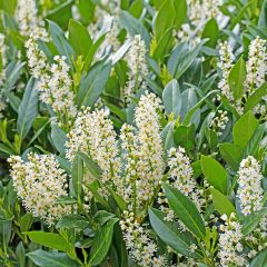 Prunus laurocerasus Herbergii- Cherry Laurel